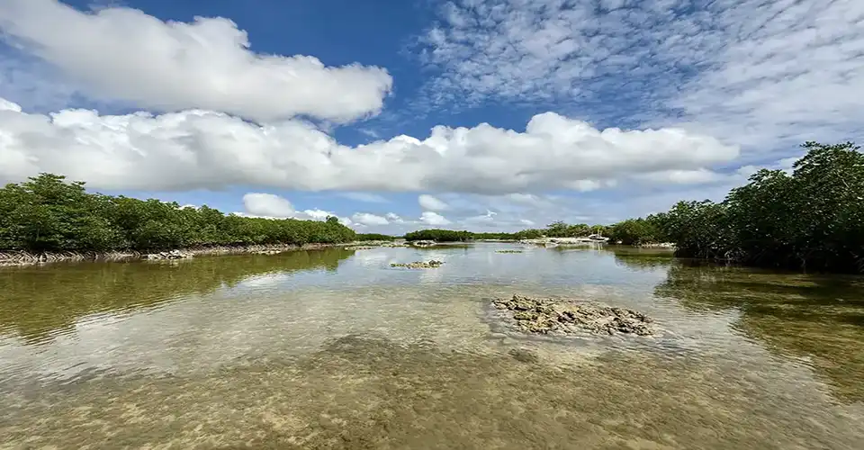 Calm mangrove waters reflecting the blue sky on Olango Island