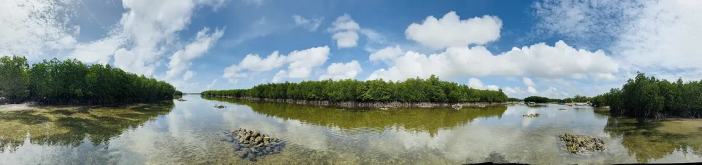 Breathtaking Panoramic View of the Mangrove Forest at Olango Island Panoramic view of the mangrove forest and clear shallow waters at Olango Island, Cebu